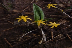 Curculigo orchioides